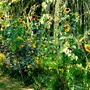 Yellow border near pond.