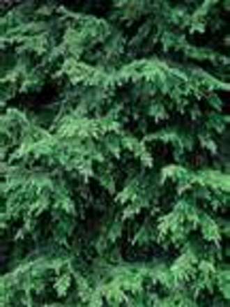 A garden flower photo (Hemlock)