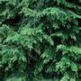 Hemlock_2