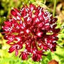 Scabious (Raspberry red) (Centaurea scabiosa (Centauree Scabieuse))