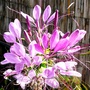 Cleome hassleriana (Spider flower)