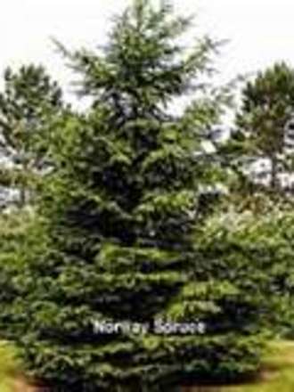 A garden flower photo (Picea abies)