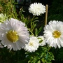 Callestephus chinesis