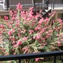 My apt crape myrtle 