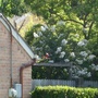 white crape myrtle 