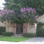 light purple crape myrtle