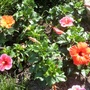 dwarf hibiscus 