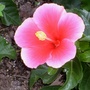 pink dwarf hibiscus