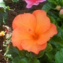 orange dwarf hibiscus 