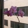 Orchid.