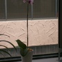 Orchid at office.