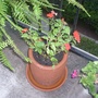 A garden flower photo (impatiens wallerana)