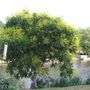 GOLDEN_RAINTREE_-_SPRING.jpg