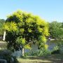 GOLDEN_RAINTREE_-_SUMMER.jpg