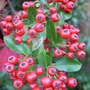 Pyracantha