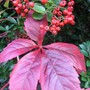 Pyracantha angustifolia (Fire Thorn)