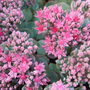 Sedum. (Sedum)