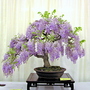 Gardenshow07_027