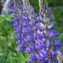 A garden flower photo