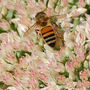 Honey Bee
