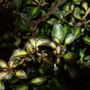 Coprosma 'Beatson's Gold' (Coprosma)