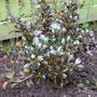 Coprosma 'Karo Red' (Coprosma)