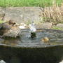 Bird_bath