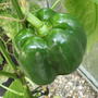 Green_pepper