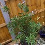 A garden flower photo (Callistemon citrinus (Bottle brush))