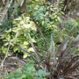 First Year Photo 1 (November 2007) (Phormium tenax 'Platts Black', Elaeagnus x ebbingii 'Limelight', Aucuba japonica 'Golddust')