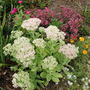 Sedums (Sedum spectabile (Ice plant))