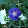 Morning Glory & Sweet Pea (Ipomoea purpurea (Morning glory))