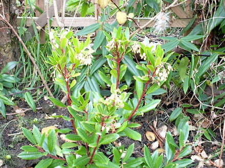 Arbutus unedo, the Strawberry tree. (Arbutus unedo 'The Strawberry Tree')