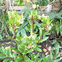 Arbutus unedo, the Strawberry tree. (Arbutus unedo 'The Strawberry Tree')