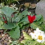 Spring flowers in Autumn! (cyclamen    polyanthus)