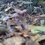 TOADSTOOLS
