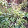 Acanthus (Acanthus)