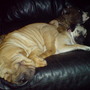 the dogs