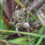 spider