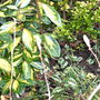 Promise of Next Spring's Flowers (Magnolia soulangeana)