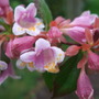 Abelia schumannii