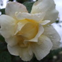 Cream Rose (Rosa)