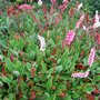 Persicaria affinis 'Superba' (Persicaria affinis)