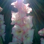 and the sun shone .....
