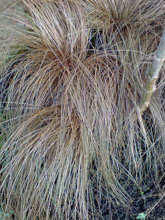 Bronze Grass (Carex 'Comans Bronze')