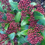 Skimmia japonica 'Rubella' (Skimmia japonica)