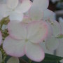 hydrangea 'Pink Diamond' (Hydrangea arborescens (Hydrangea))