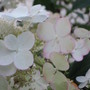 hydrangea 'Pink Diamond' (Hydrangea arborescens (Hydrangea))