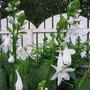 hosta Plantaginea (Hosta plantaginea (Fragrant Plaintain Lily))