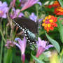Spicebush Swallowtail Butterlfy